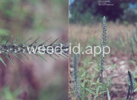 plantain, bracted